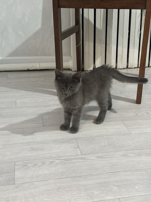 ОТДАМ КОТЕНКА  в добрые руки