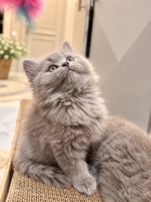 Британ, тоза кон. Думбокчалар
