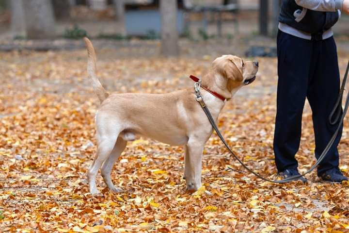 кобель лабрадора.вязка