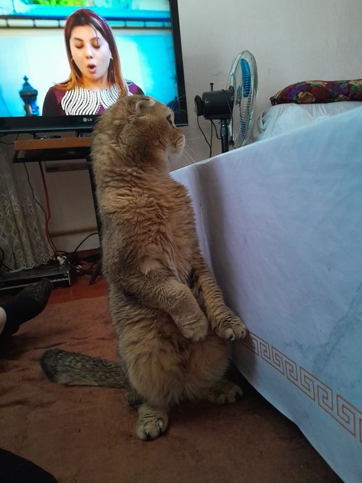 Скоттиш фолд шотландская вислоухая окрас золотая шиншилла ny25