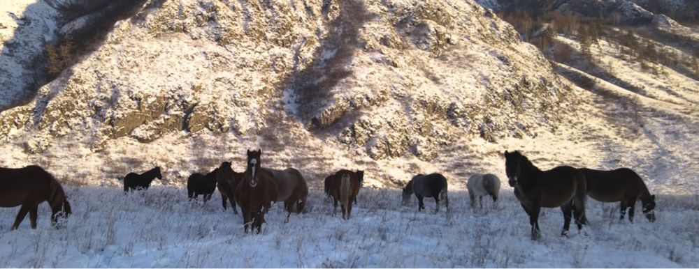 Продам отборных кобыл