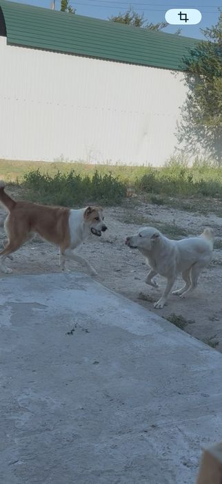 Алабай девочка. 2 года