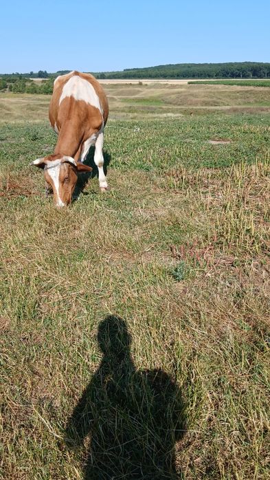 Vând vaca bună de ținut