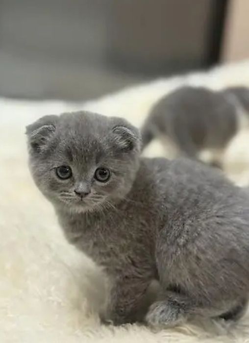 Шотландский скотш фолд 1,5 мес