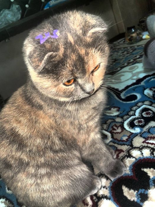 Вязкага угил бола мушукларни таклиф киламиз