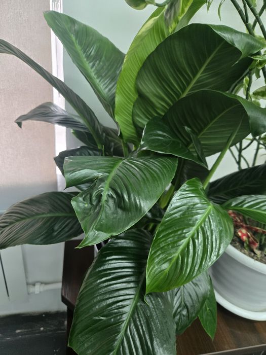 Гигантское женское счастье