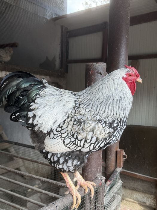 Cocoși Araucana și Wyandotte 2025