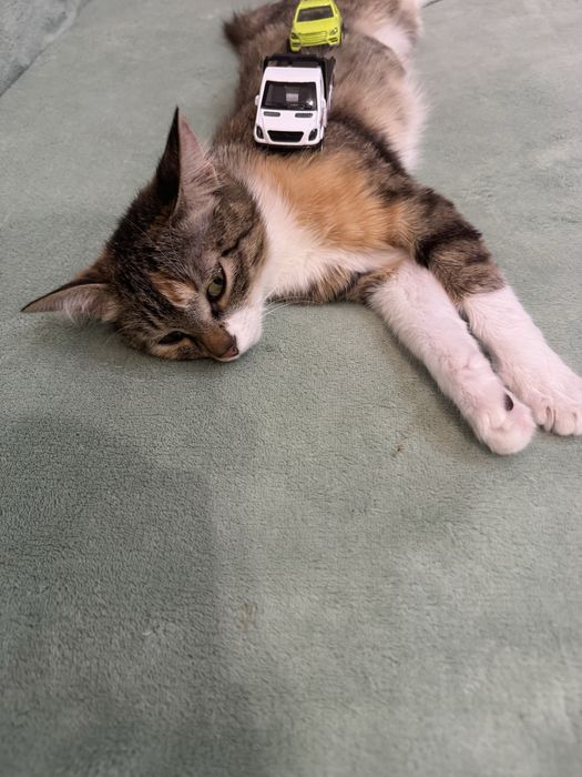 Кошечка ищет дом
