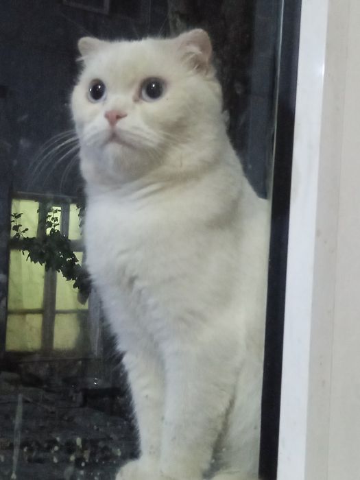 Zotdor mushukchalar sotiladi