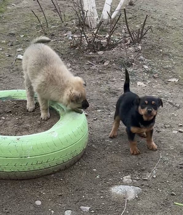 Даром два щенка хорошие