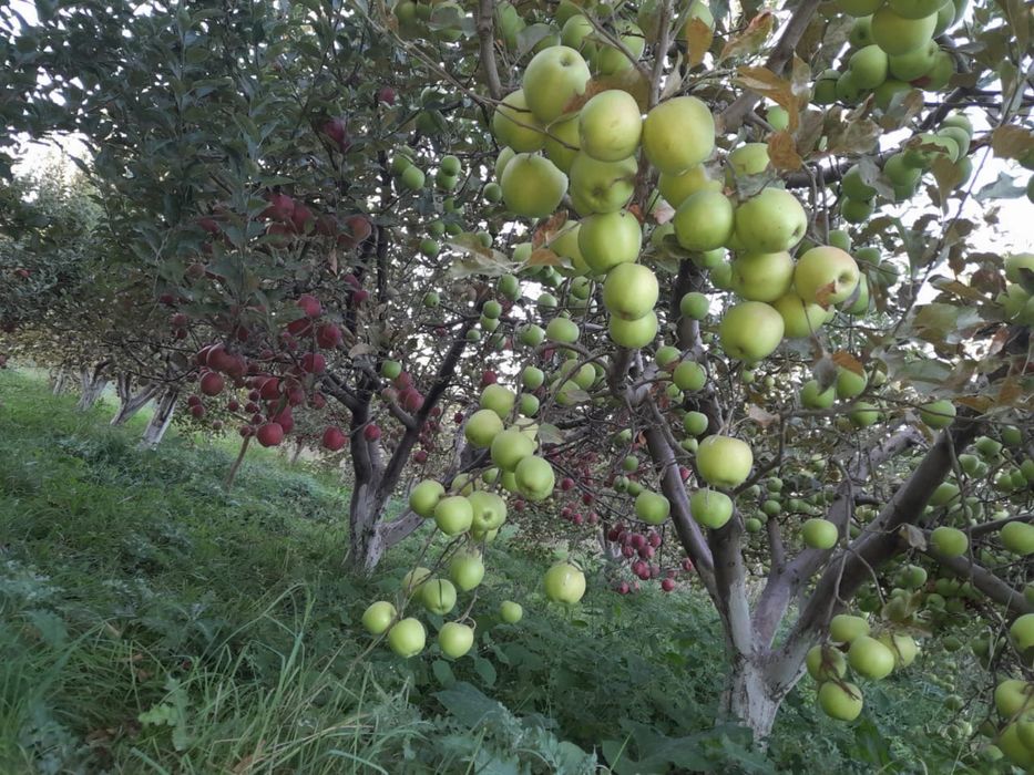 Продам яблоко золотой американка оптом