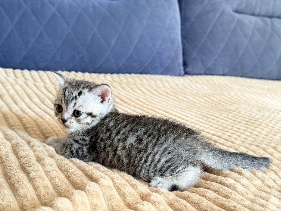 Продам британских  котят