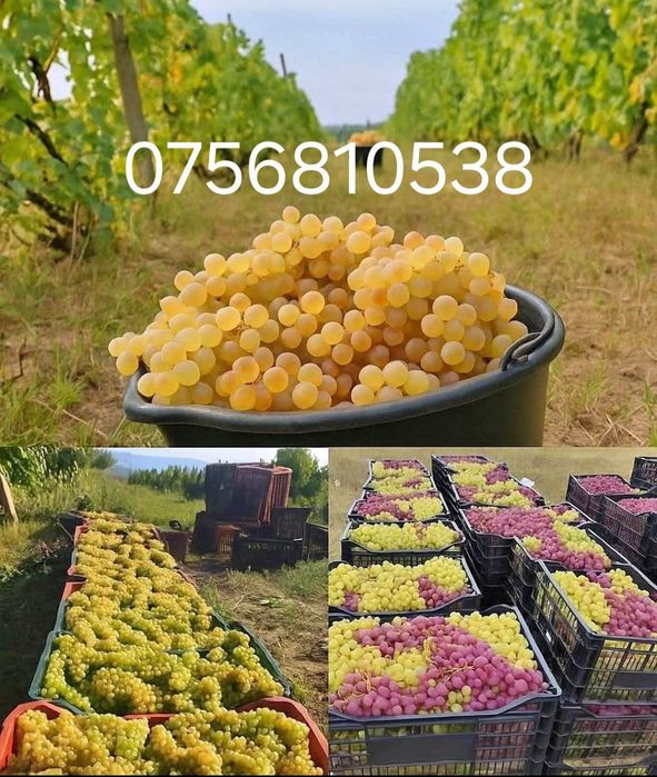 Aducem spre vânzare struguri de vin