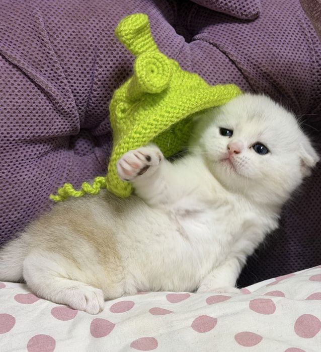 Шотланский Скоттиш Фолд! Шиншилла Колорная!