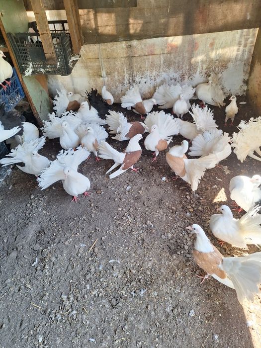 Porumbei pave porumbei