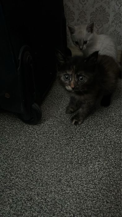 Отдам котят 1,5 мес