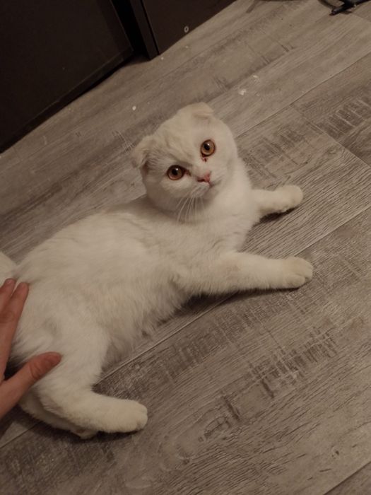 Кошка вихаустая продам