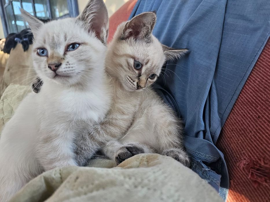 Отдам котят в добрые руки