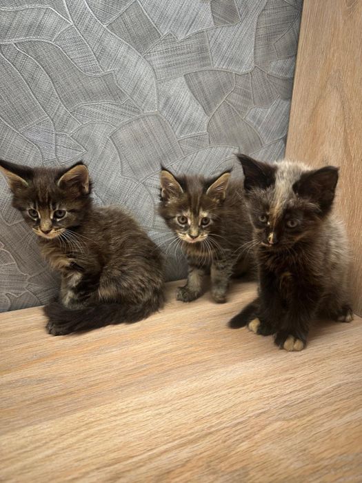 Продам шикарных котят.