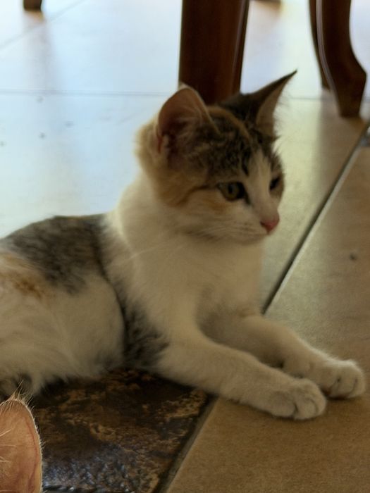 Отдадим бесплатно трех милых котят в хорошие руки