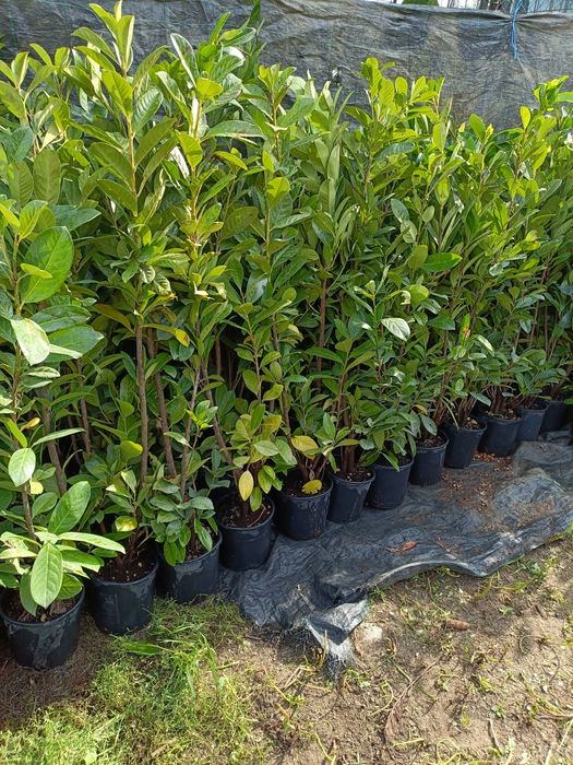 Leylandii Pro Gardena, Gard viu și Chiparos Leylandii