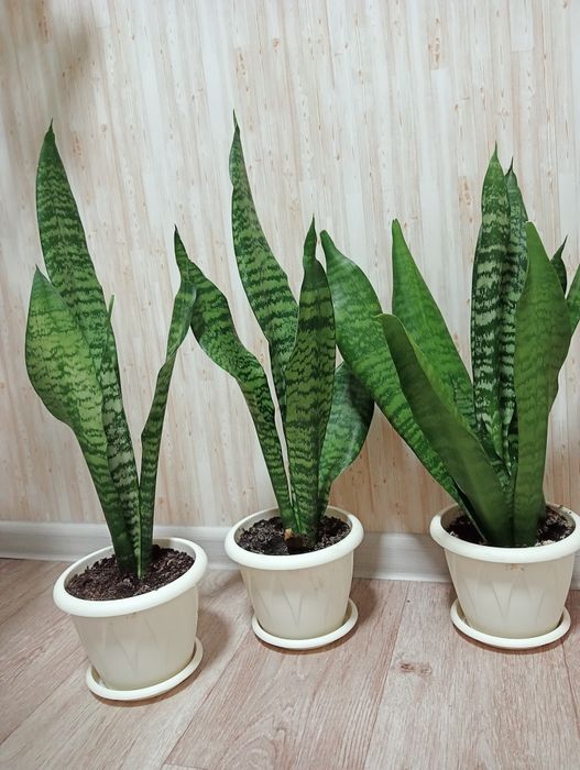 Продам домашние цветы