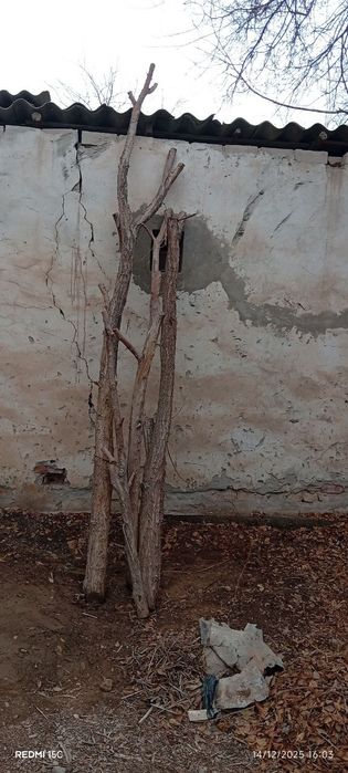 Утин сотилади, гужум ва тут шохолари