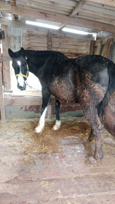 Семиз баилау бие сатылады