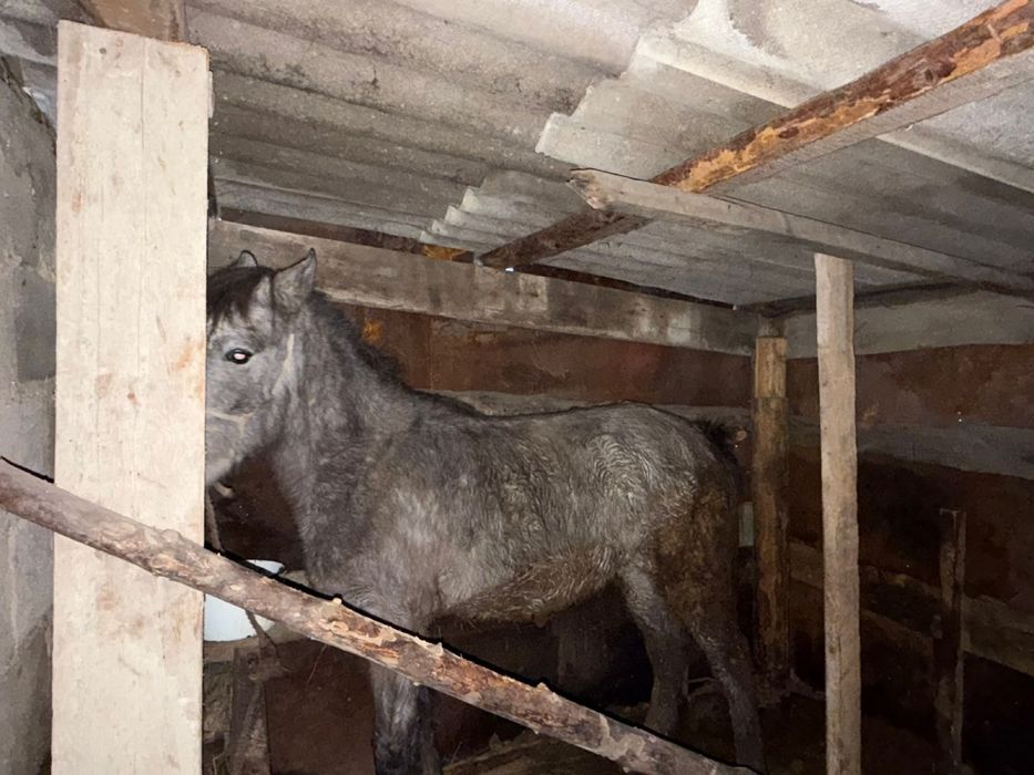 Семіртілген Тай сатамын соғымға