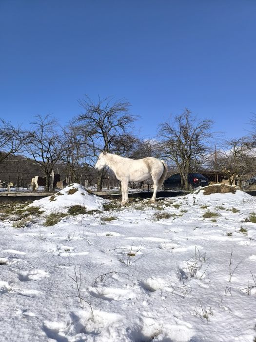 Iapă de vânzare ,vârstă 9 ani
