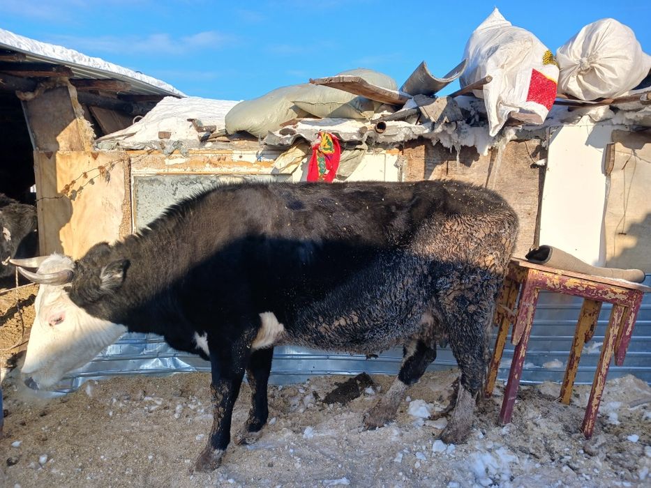 Продаётся корова.