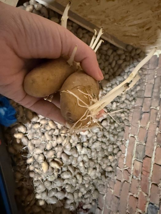 Cartofi samanta sunshine