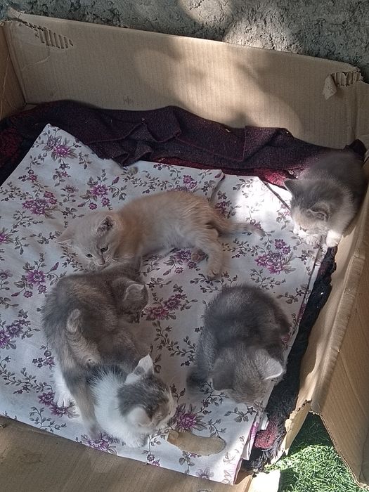 Отдам котят в хорошие руки, город Тараз