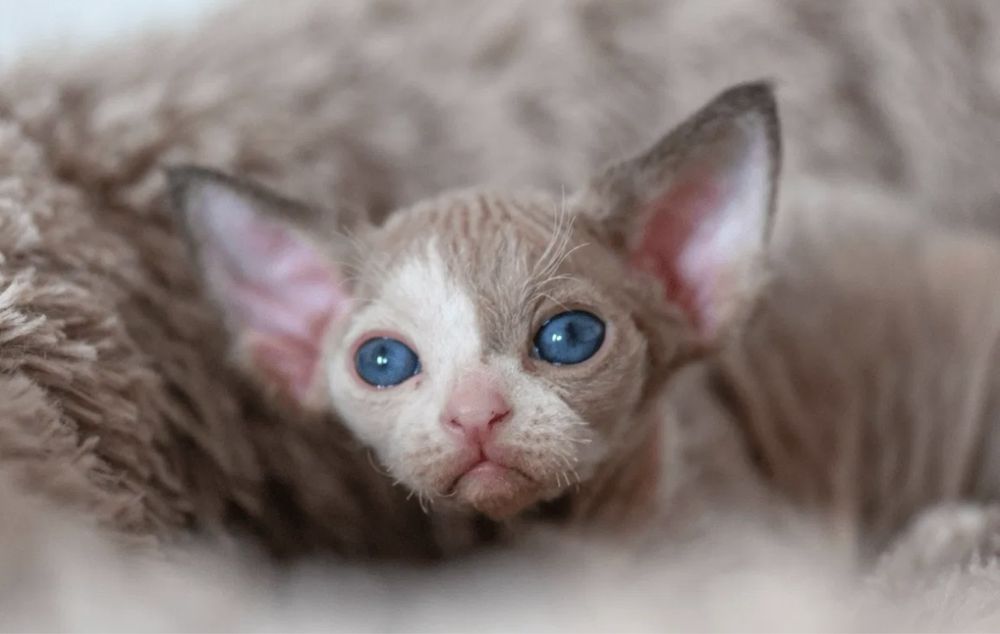 Девон рекс котята