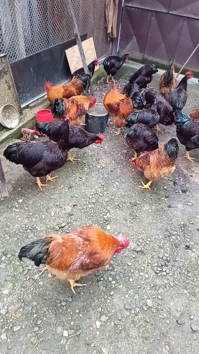 Vând cocosi new hampshire și Rhode island