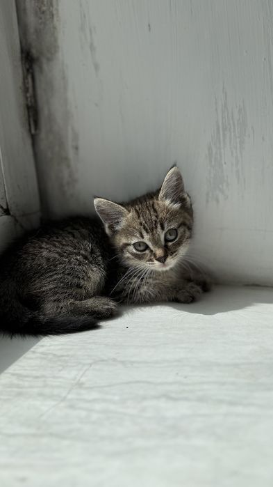 Отдам котят в хорошие руки