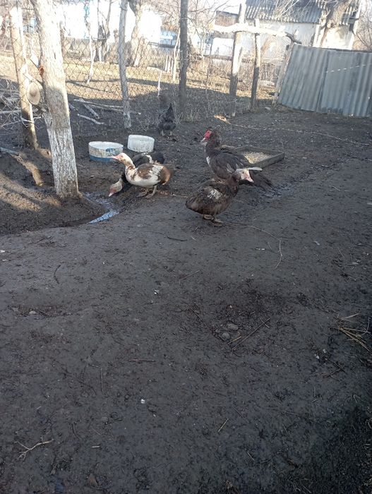 Утка сатамын прадам утка