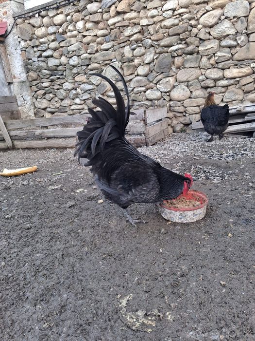 Vând cocoș australorp