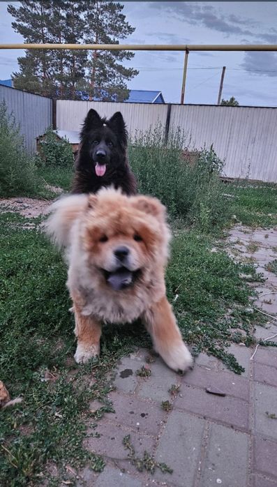 Продам щенков немецкой овчарки