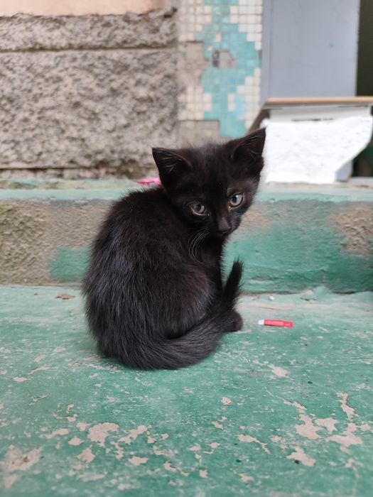Черный котёнок, 1,5 месяца