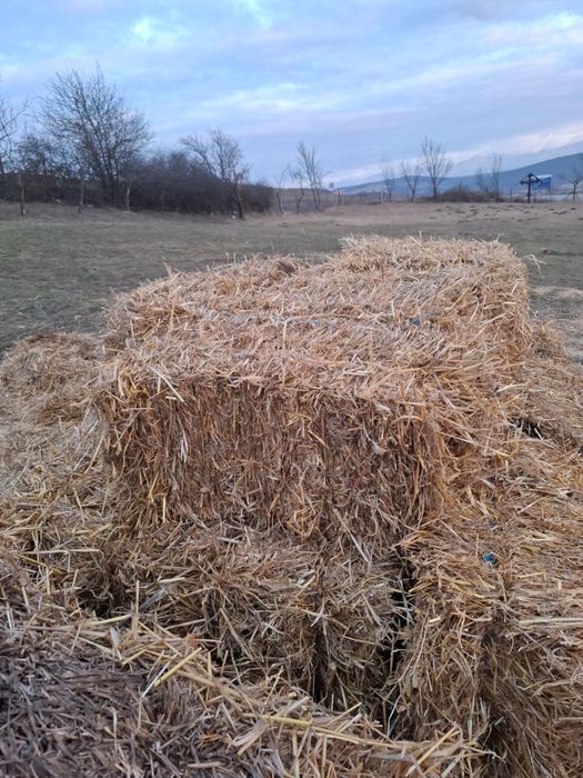 Vand baloti mici paie