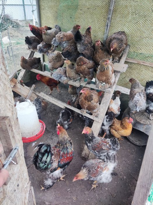 Продам Курапачатые Брамы и Кучинские.