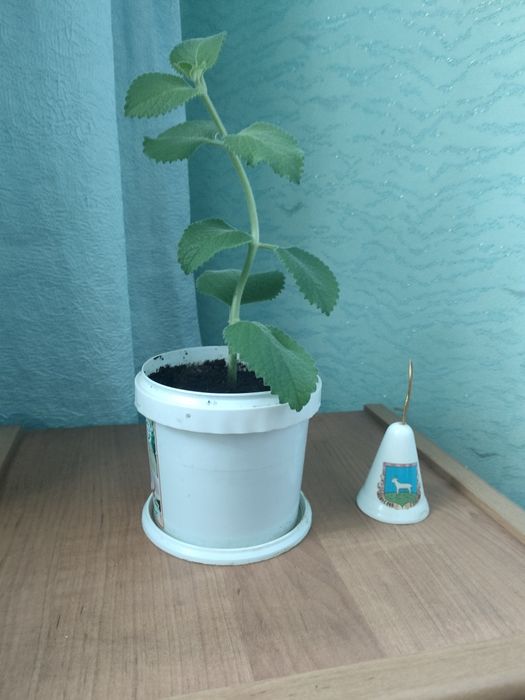 Продам комнатное растение Мята