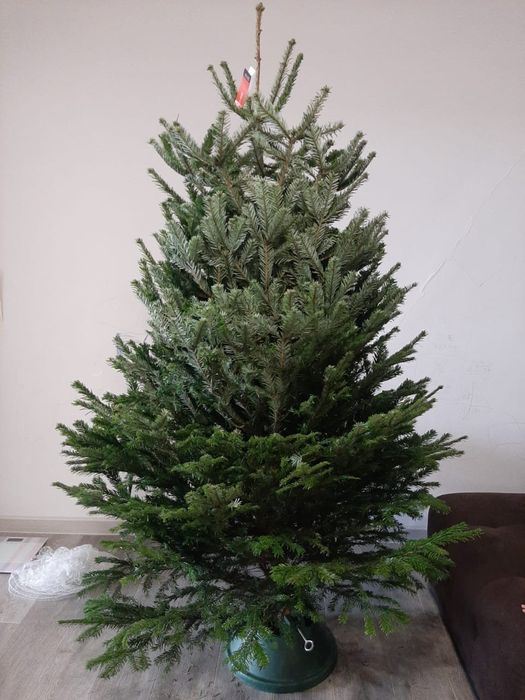 Крепление для живой ёлки (ношки]