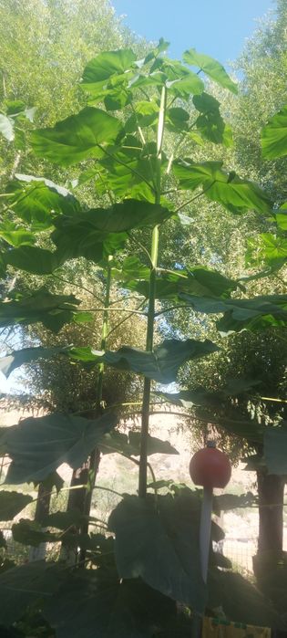 Павлония кучатлари