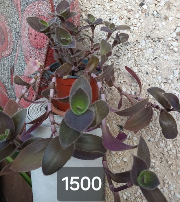 комнатные растения