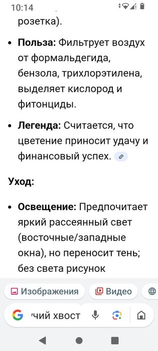 Цветок щучий хвост