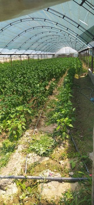 Срочни уй сотилади