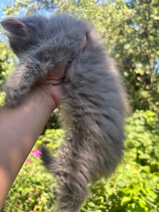 Котята Сибирские