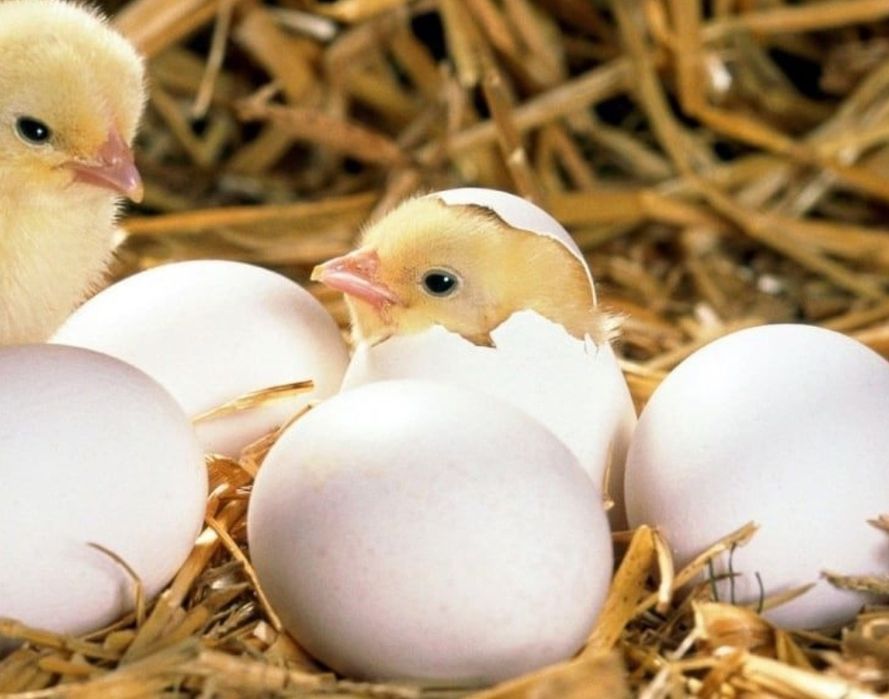 Яйцо    бролера продам